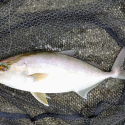 今日も奴が居た(笑)