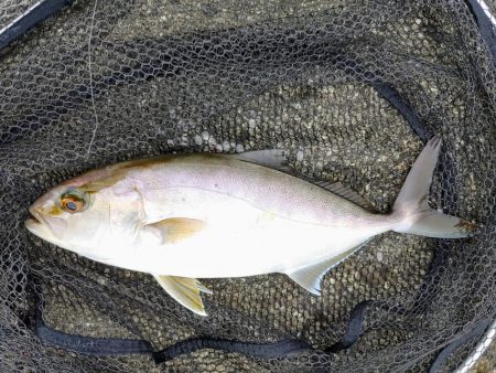 今日も奴が居た(笑)