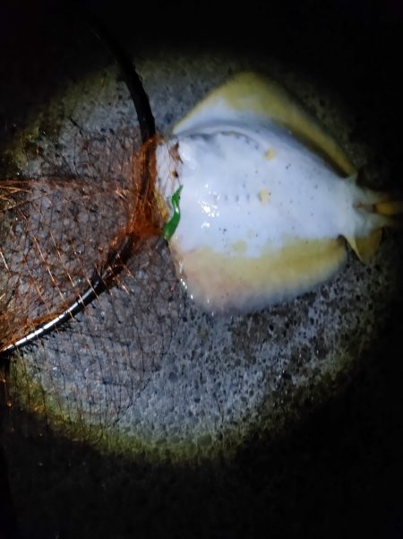 40日ぶりに魚を釣りました