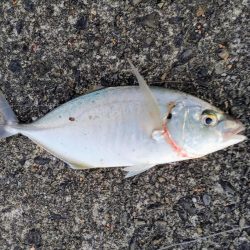 仕事帰りにシマアジ釣り