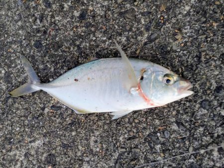 仕事帰りにシマアジ釣り