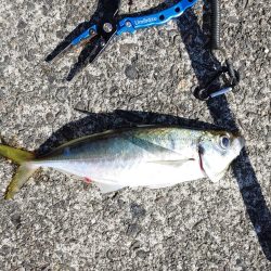 シマアジ釣りたいのに大ボラが。