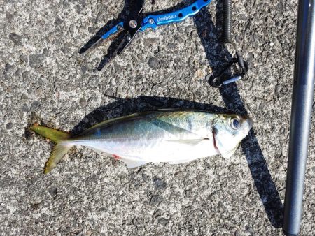 シマアジ釣りたいのに大ボラが。