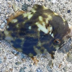 淡路島 釣り旅行