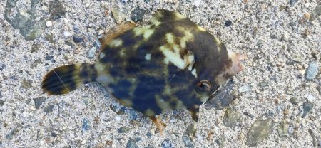 淡路島 釣り旅行