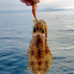 マイボートエギング