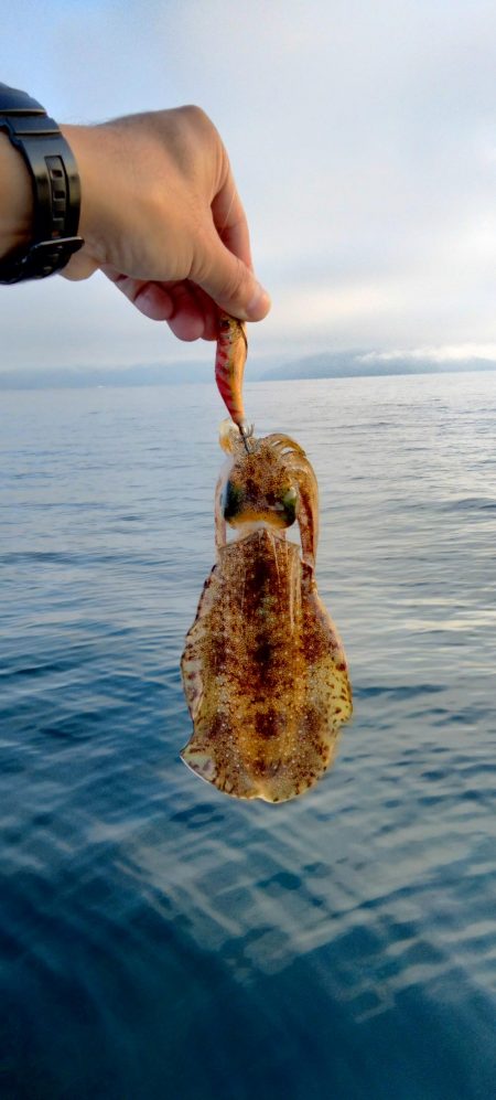 マイボートエギング