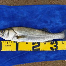 シーバスとアジとセイゴ