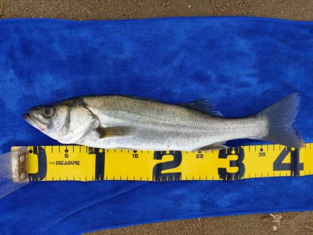 シーバスとアジとセイゴ