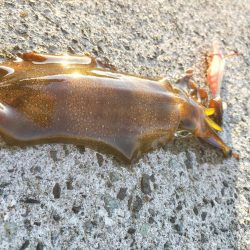 アジとイカ探して