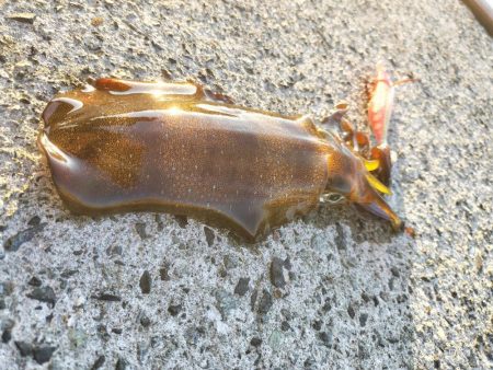 アジとイカ探して