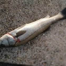 ショアジギング