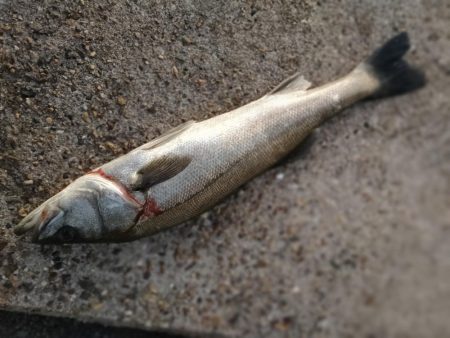 ショアジギング