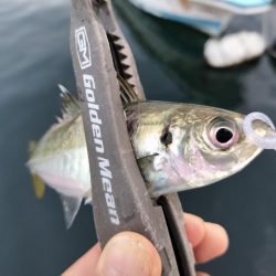 ブリ、アジ、カマス