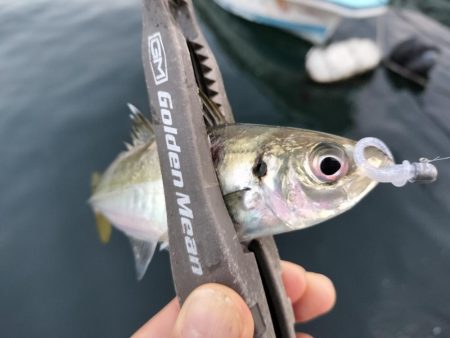 ブリ、アジ、カマス