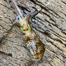 今回も青物狙いでしたが