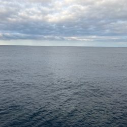 久しぶりに青物が釣れましたが