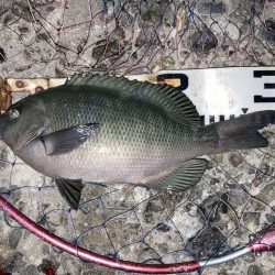 良型秋グレにシオ