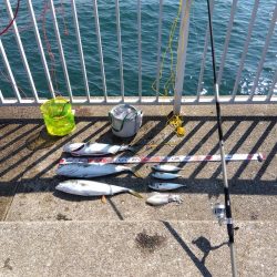 メジロ・メジロ・メジロ・サバサバサバ・アオリイカ