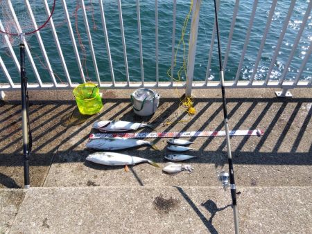 メジロ・メジロ・メジロ・サバサバサバ・アオリイカ