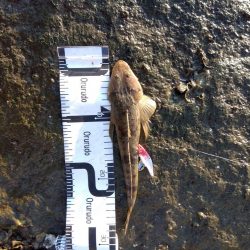 10月初物、嬉しい1匹