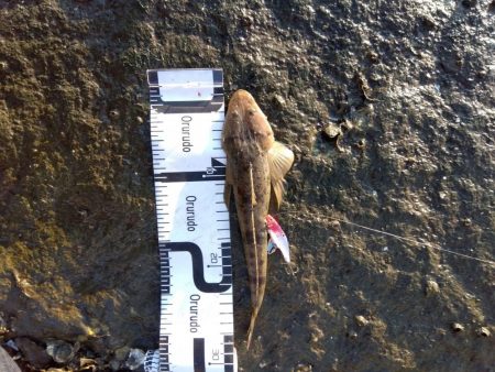 10月初物、嬉しい1匹