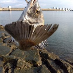 今日も釣れて一安心