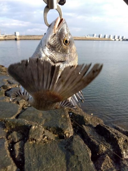 今日も釣れて一安心