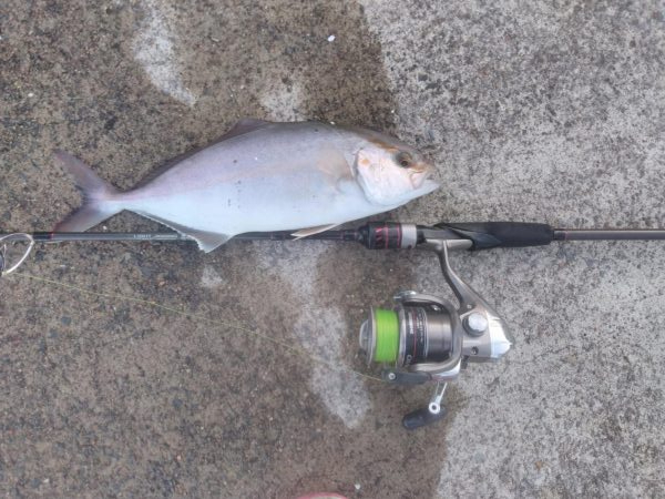 ヒラメ、カンパチ、ブリ！！