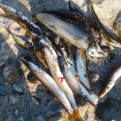 アオリイカ1杯!カマス11匹!小アジ1匹!