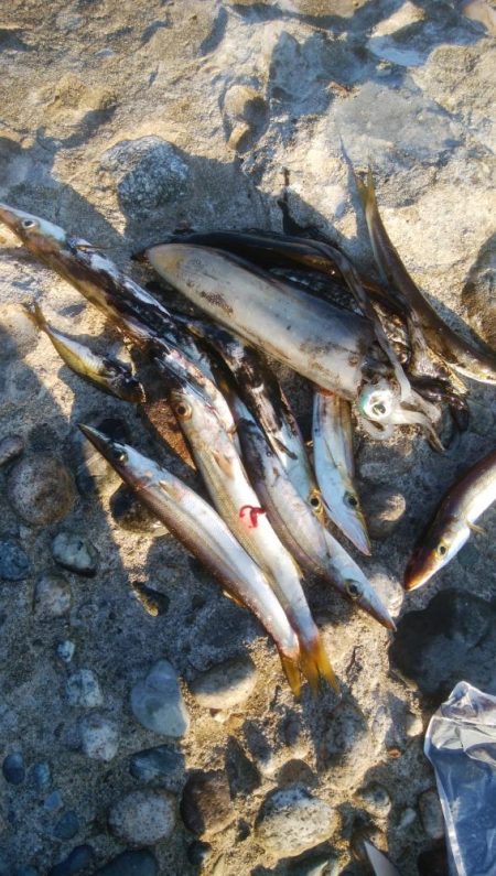 アオリイカ1杯!カマス11匹!小アジ1匹!