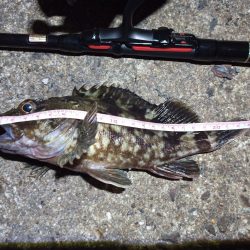 2022/10/05 南港ライトゲーム釣行