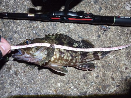 2022/10/05 南港ライトゲーム釣行