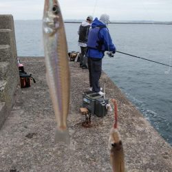 やっと時合を捉えました