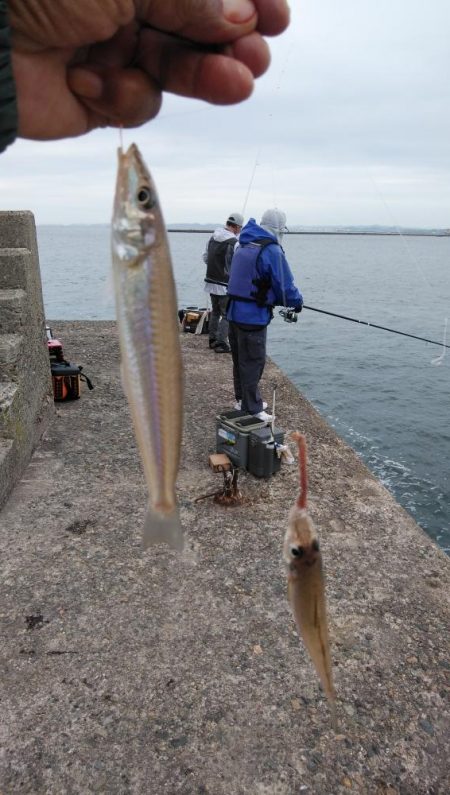 やっと時合を捉えました