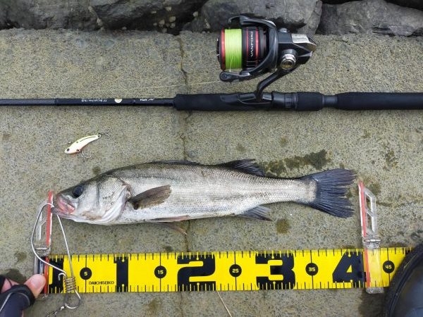 2匹合わせてランカー✌️😁