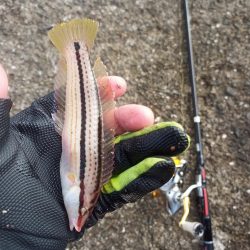 2022/10/08 須磨ライトゲーム釣行