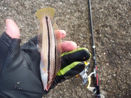 2022/10/08 須磨ライトゲーム釣行