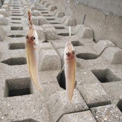 東二見西水路のキス釣査