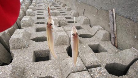 東二見西水路のキス釣査