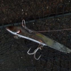 夕マズメ神戸空港でメジロ