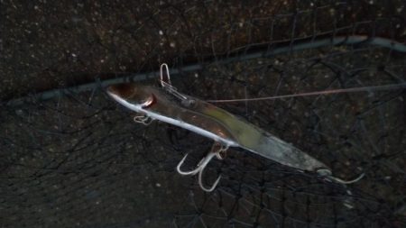 夕マズメ神戸空港でメジロ