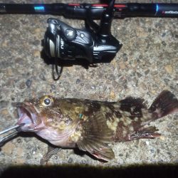 2022/10/12 南港ライトゲーム釣行