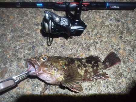 2022/10/12 南港ライトゲーム釣行