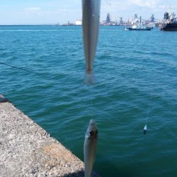 僅かな時合いを捉える事が出来ました