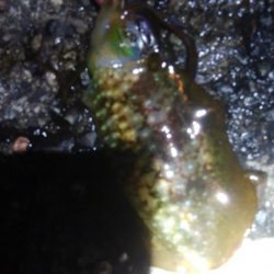 アオリイカ5杯!