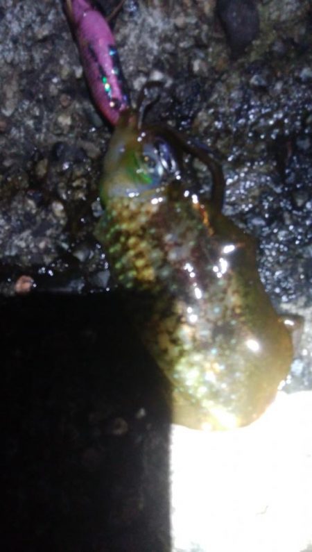 アオリイカ5杯!