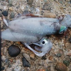 アオリイカ2杯！