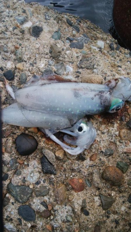 アオリイカ2杯！