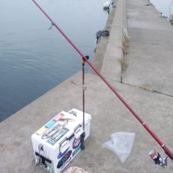 江井ヶ島のキス調査